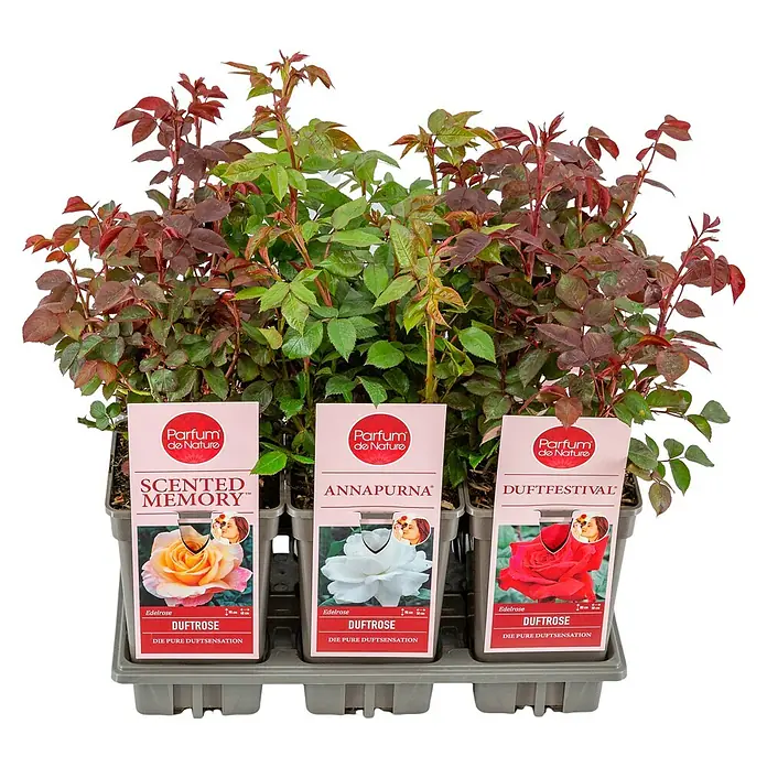 Piardino Edelrose - Standort: Sonnig, Stark duftend - Bild von drei Parfum de Nature Duftrosen, darunter Scented Memory, Annapurna und Duftfestival, jede mit ihrer spezifischen Blütenfarbe.