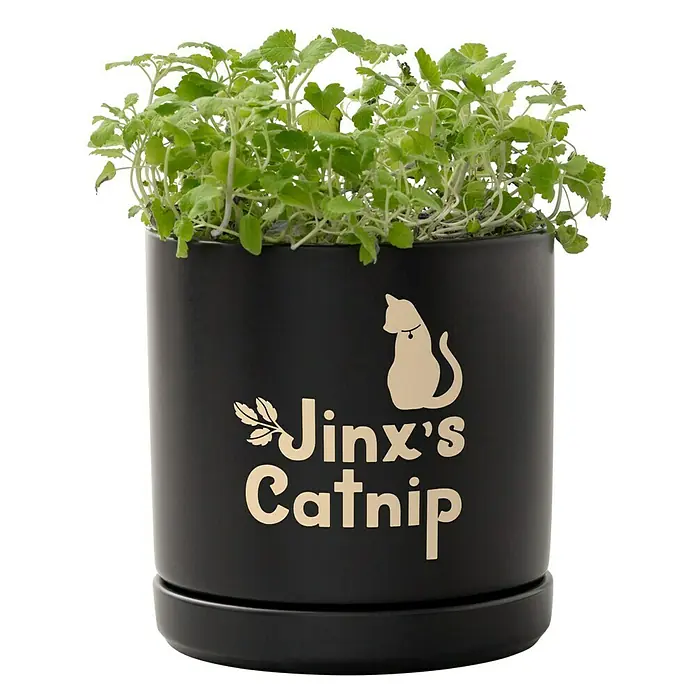 Cricut Joy Xtra Vinylfolie Smart Ablösbar - 3 -tlg., Classics, 24,1 x 30,5 cm - Ein Topf mit Katzengamander der Marke Jinx's Catnip. Schwarzer Topf, bepflanzt mit frischem und wachsendem Grün für eine lebendige und tierfreundliche Atmosphäre.