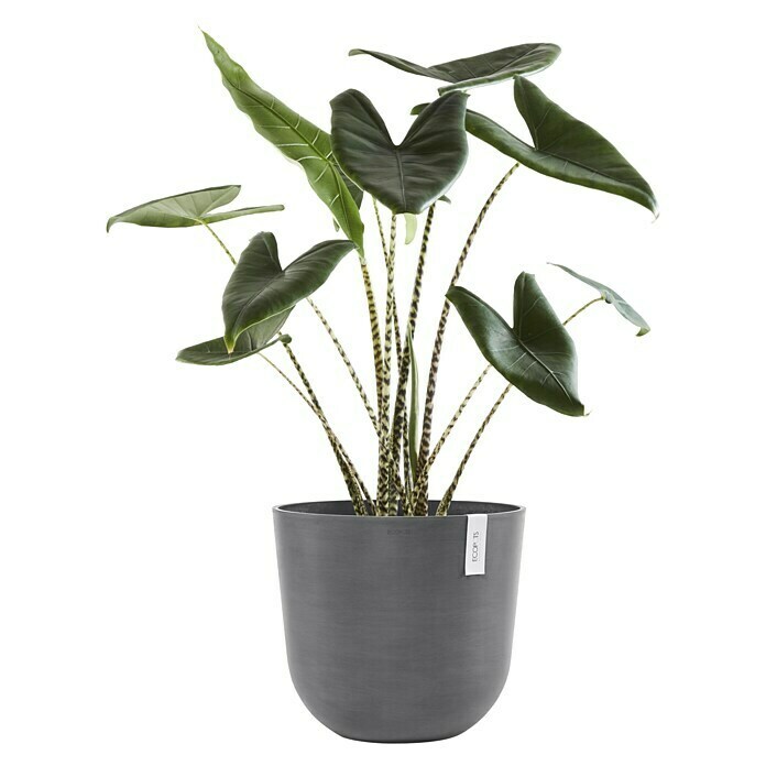 Ecopots Oslo Pflanztopf (Außenmaß (Ø x H): 45 x 39,4 cm, Kunststoff, Grau) | BAUHAUS