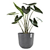 Ecopots Oslo Pflanztopf (Außenmaß (Ø x H): 45 x 39,4 cm, Kunststoff, Grau) | BAUHAUS