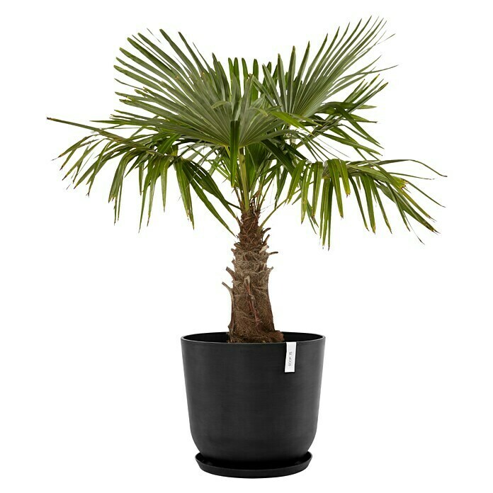 Ecopots Oslo Pflanztopf (Außenmaß (Ø x H): 55 x 48,5 cm, Kunststoff, Dunkelgrau) | BAUHAUS