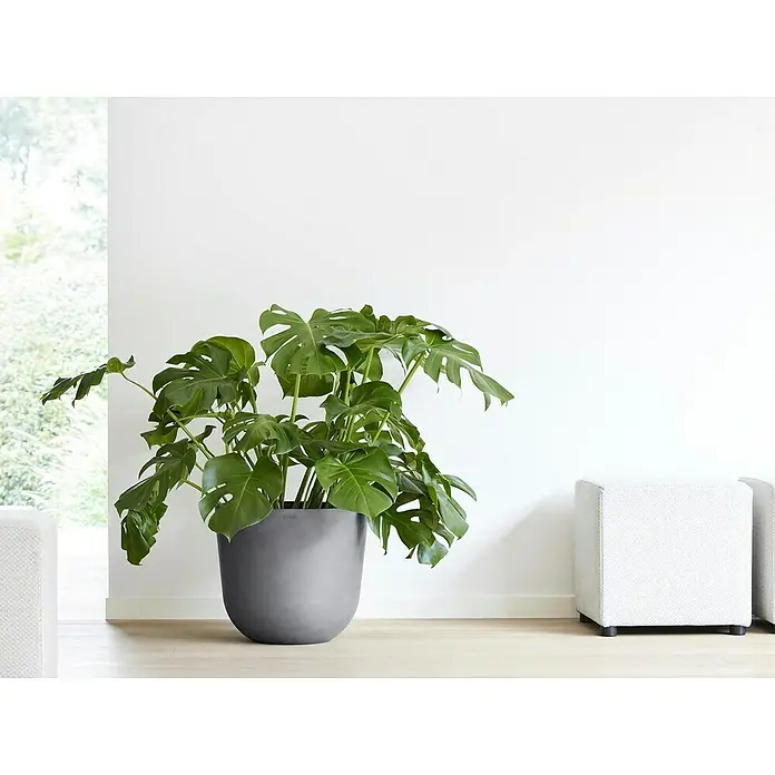 Ecopots Oslo Pflanztopf - Außenmaß (Ø x H): 45 x 39,4 cm, Kunststoff, Grau - Zimmerpflanze Monstera deliciosa in modernem grauem Topf, dekoratives Element für ein helles, minimalistisches Interieur.