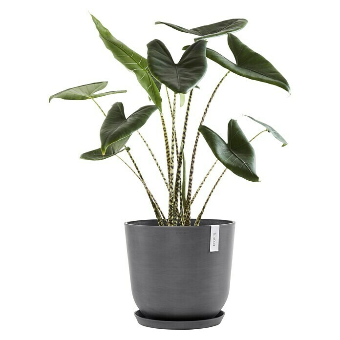 Ecopots Oslo Pflanztopf (Außenmaß (Ø x H): 45 x 39,4 cm, Kunststoff, Grau) | BAUHAUS