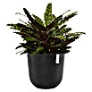 Ecopots Oslo Pflanztopf (Außenmaß (Ø x H): 45 x 39,4 cm, Kunststoff, Dunkelgrau) | BAUHAUS
