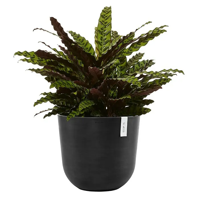 Ecopots Oslo Pflanztopf - Außenmaß (Ø x H): 45 x 39,4 cm, Kunststoff, Dunkelgrau - Zimmerpflanze 'Rattlesnake' in schwarzem Topf von ECOPOTS, dekorative grüne und braune Blätter. Ideal für Innenräume.