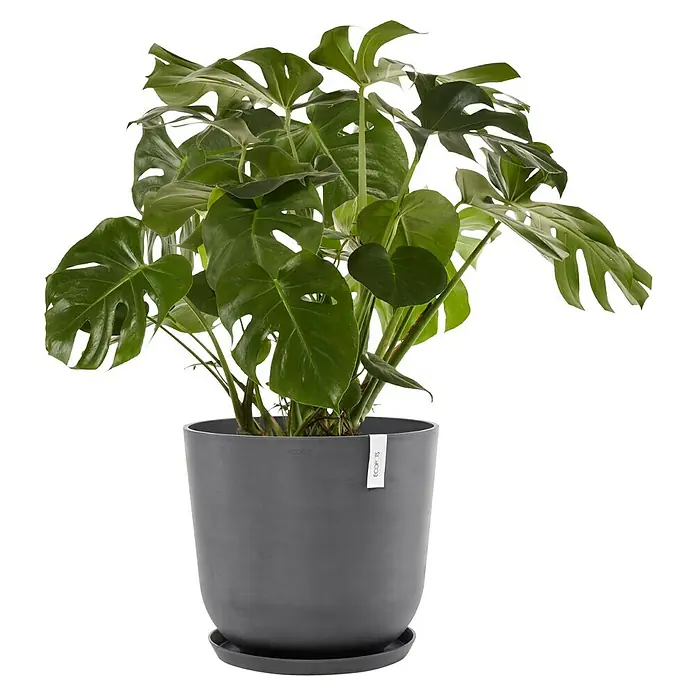 Ecopots Oslo Pflanztopf - Außenmaß (Ø x H): 55 x 48,5 cm, Kunststoff, Grau - Zimmerpflanze Monstera Deliciosa in einem modernen, grauen Topf. Das üppige Grün der Pflanze bringt Leben in jeden Raum.