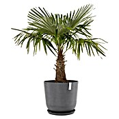 Ecopots Oslo Pflanztopf (Außenmaß (Ø x H): 55 x 48,5 cm, Kunststoff, Grau) | BAUHAUS