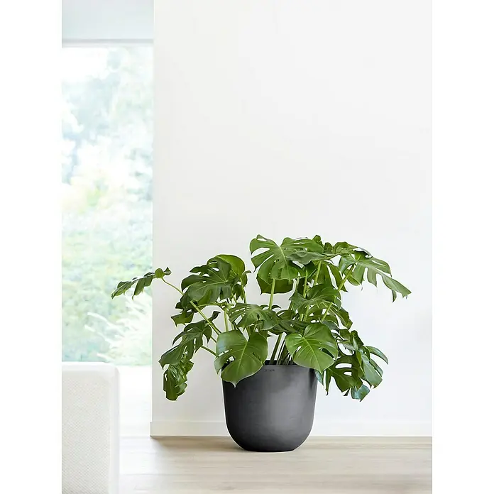 Ecopots Oslo Pflanztopf - Außenmaß (Ø x H): 45 x 39,4 cm, Kunststoff, Dunkelgrau - Ein üppiger Monstera deliciosa in einem stilvollen schwarzen Topf, der einen Hauch von Natur und Eleganz in jeden Raum bringt.