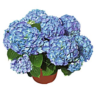 Piardino Hortensie (Hydrangea macrophylla, Topfgröße: 14 cm, In verschiedenen Farben erhältlich)