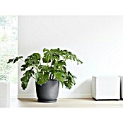 Ecopots Oslo Pflanztopf (Außenmaß (Ø x H): 45 x 39,4 cm, Kunststoff, Dunkelgrau) | BAUHAUS