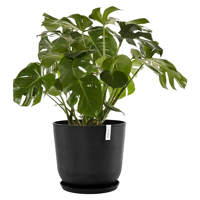 Ecopots Oslo Pflanztopf - Außenmaß (Ø x H): 55 x 48,5 cm, Kunststoff, Dunkelgrau - Zimmerpflanze Monstera deliciosa in schwarzem Topf mit Untersetzer. Das satte Grün der Pflanze sticht hervor.