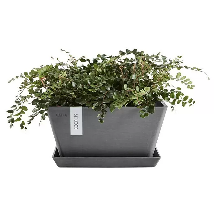Ecopots Berlin Pflanzschale eckig - Außenmaß (L x B x H): 41 x 41 x 18 cm, Kunststoff, Grau - Rechteckiger grauer Pflanzkübel mit grüner Pflanze auf passendem Untersetzer.