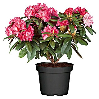 Rhododendron (Rhododendron yakushimanum, Topfvolumen: 5 l, Blütenfarbe: Sortenabhängig)