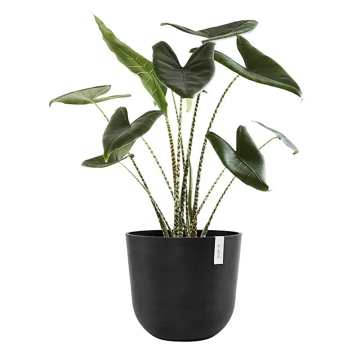 Ecopots Oslo Pflanztopf - Außenmaß (Ø x H): 45 x 39,4 cm, Kunststoff, Dunkelgrau - Diese Nahaufnahme zeigt eine Alocasia Zimmerpflanze mit dekorativen Blättern in einem eleganten, mattschwarzen Topf.