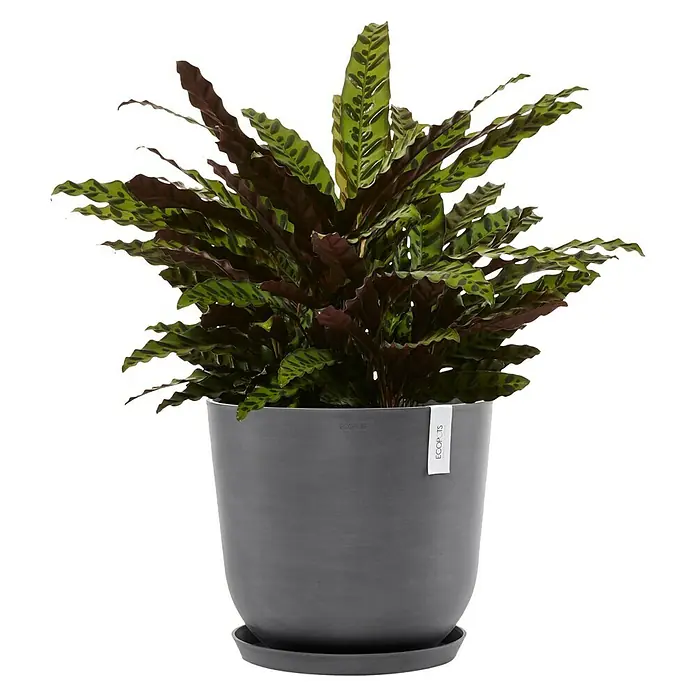 Ecopots Oslo Pflanztopf - Außenmaß (Ø x H): 45 x 39,4 cm, Kunststoff, Grau - Eine Calathea rufibarba Pflanze in einem stilvollen, grauen ECOPOTS Blumentopf mit passender Untertasse, perfekt für Innenräume.