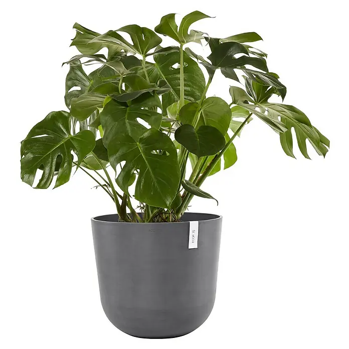 Ecopots Oslo Pflanztopf - Außenmaß (Ø x H): 55 x 48,5 cm, Kunststoff, Grau - Zimmerpflanze Monstera Deliciosa in modernem grauen Topf, ideal für stilvolle Innenräume und als Blickfang in jedem Raum.