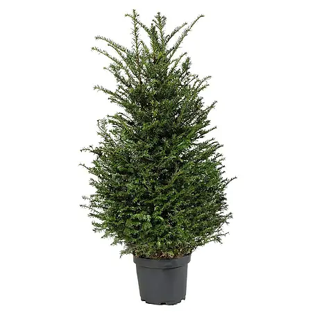 Piardino Heimische Eibe
