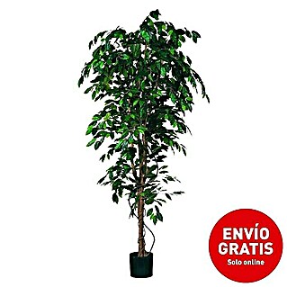 Planta artificial Ficus benjamina (Altura: 210 cm, Verde, Plástico)