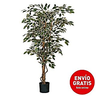 Ficus benjamina (Altura: 150 cm, Verde, Plástico)