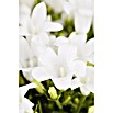Piardino Glockenblume Get Mee (Campanula portenschlagiana, 11 cm, Weiß)