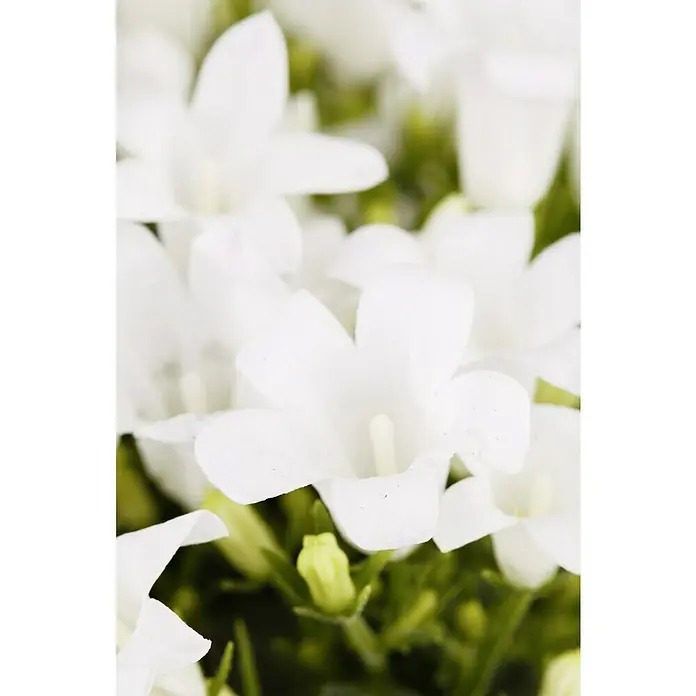 Piardino Glockenblume - Campanula portenschlagiana Get Mee, 11 cm, Weiß - Nahaufnahme von weißen Glockenblumen mit grünen Knospen, die ihre zarte Schönheit und Reinheit zeigen.