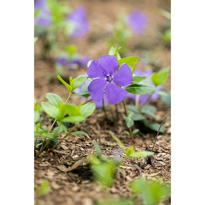 Vinca minor 13  mit bedruckten Topf