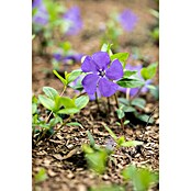 Vinca minor 13  mit bedruckten Topf