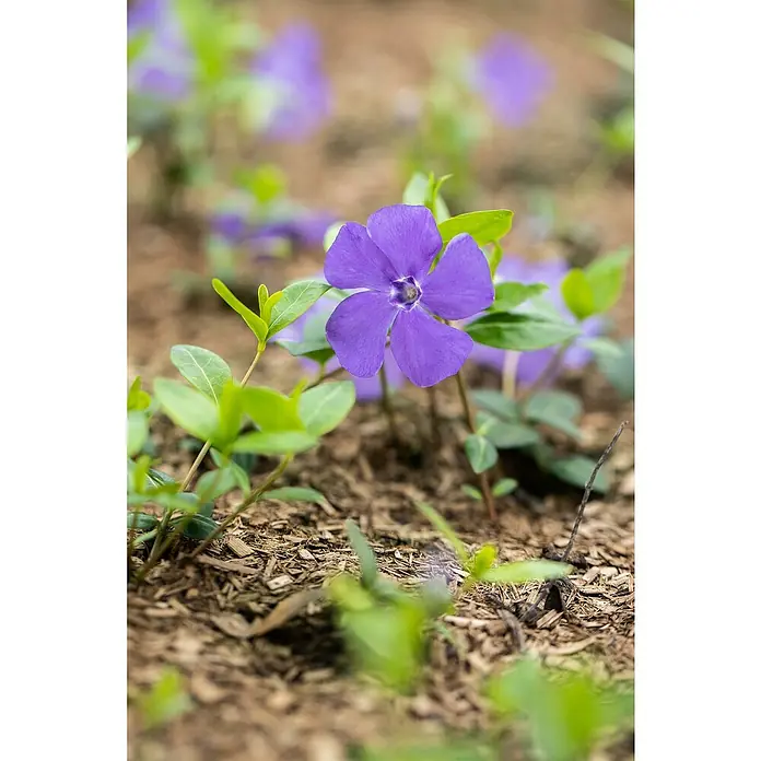 Piardino Kleinblättriges ImmergrünVinca minor, Blau - Nahaufnahme einer lila Immergrün-Blume in voller Blüte, umgeben von grünen Blättern und Mulch.