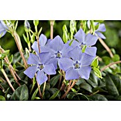 Vinca minor 13  mit bedruckten Topf