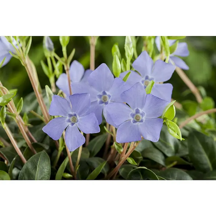 Piardino Kleinblättriges ImmergrünVinca minor, Blau - Nahaufnahme von blauen Immergrünblüten mit grünen Blättern und zarten Stängeln, die eine ruhige und natürliche Schönheit zeigen.