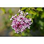 Syringa meyeri 23 Palibin Stamm knospig