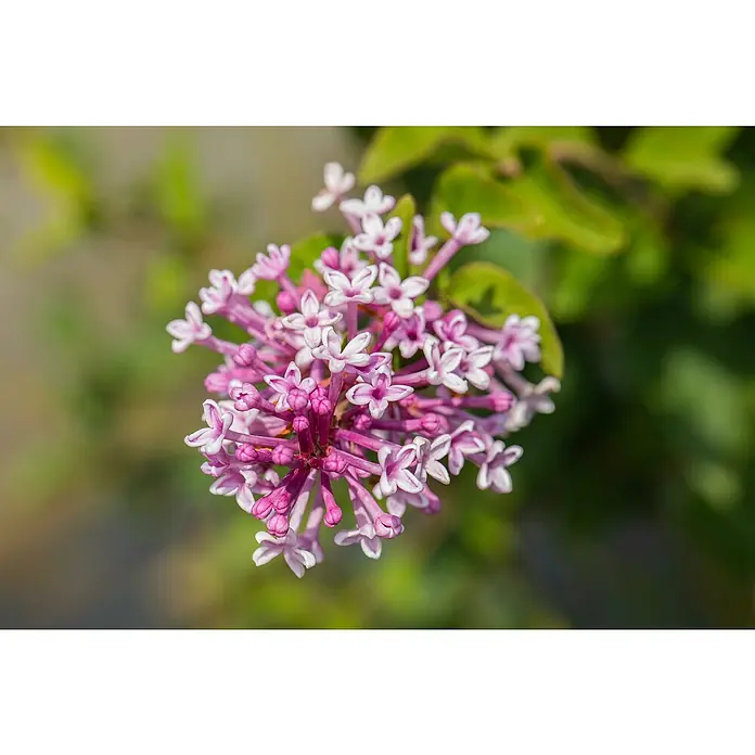 Piardino Flieder Stämmchen - Syringa meyeri 'Palibin' - Nahaufnahme eines Flieders mit kleinen, zarten Blüten in Lila- und Weißtönen, umgeben von grünen Blättern.