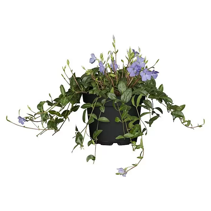 Piardino Kleinblättriges Immergrün - Vinca minor, Blau - Rankende Grünpflanze mit violetten Blüten im schwarzen Topf.