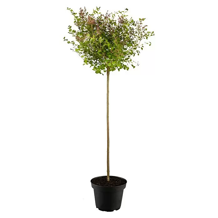 Piardino Flieder Stämmchen - Syringa meyeri 'Palibin' - Getopfter Hochstammbaum mit grünen Blättern und rötlichen Knospen in schwarzem Topf.
