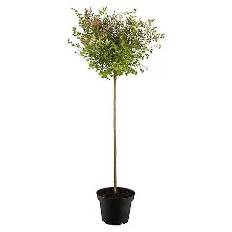 Piardino  Flieder Stämmchen