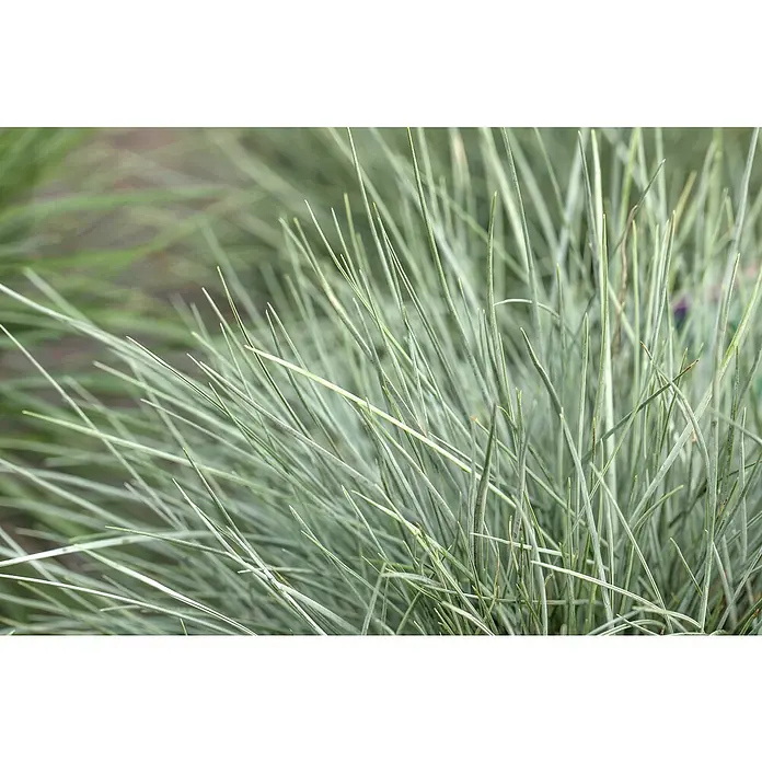 Piardino Ziergräser - Stipa/Festuca - Nahaufnahme von blauem Ziergras, das mit seinen feinen Halmen eine beruhigende, silbrige Textur bietet. Ideal als Strukturpflanze im Garten.