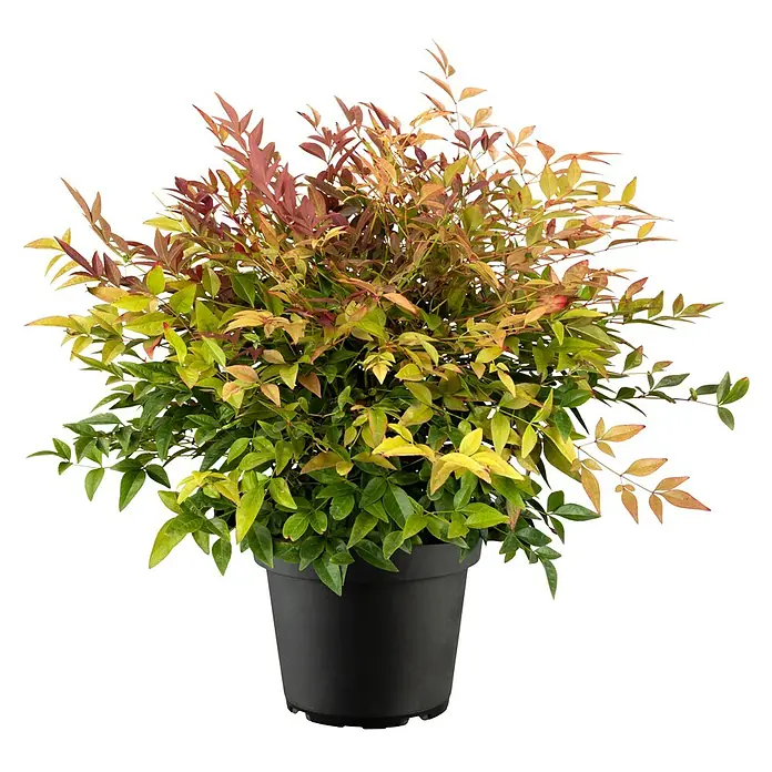 Piardino Himmelsbambus - Nandina domestica in Sorten, Topfgröße: 19 cm - Topfansicht einer Zwerg-Nandine, die in einem schwarzen Topf in einem Garten steht, mit mehrfarbigem Laub, das im Sonnenlicht leuchtet.