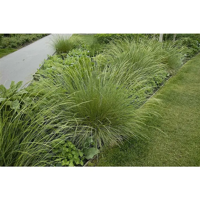 Piardino Ziergräser - Stipa/Festuca - Nahaufnahme von Ziergräsern in einem Garten, die eine natürliche und elegante Note verleihen und das Gesamtbild aufwerten.
