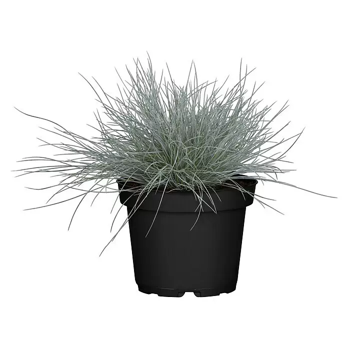 Piardino Ziergräser - Stipa/Festuca - Topfpflanze mit silbrig-blauen, grasartigen Blättern in einem schwarzen Kunststofftopf.