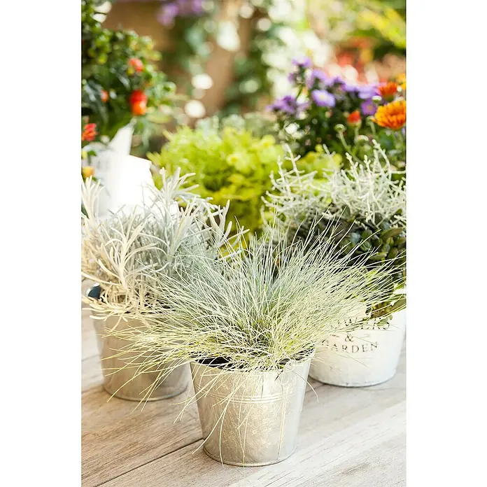 Piardino Ziergräser - Stipa/Festuca - Nahaufnahme von Ziergräsern in silbernen Töpfen, die eine charmante Gartenszene mit einer Vielfalt an Pflanzen und Blumen im Hintergrund zeigen.
