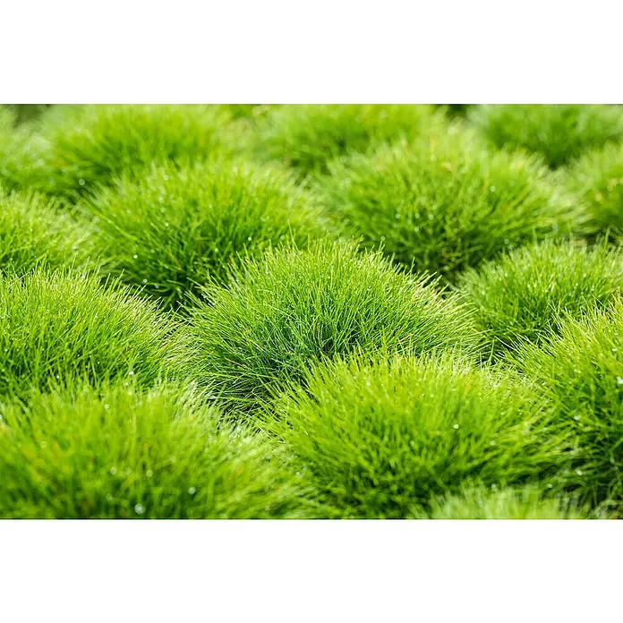 Piardino Ziergräser - Stipa/Festuca - Nahaufnahme von grünem, grasartigen Zierschopfgras. Die üppige, texturierte Oberfläche füllt den Rahmen und betont die natürliche Schönheit.