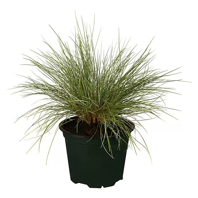 Piardino Ziergräser - Stipa/Festuca - Grüne, grasartige Pflanze in einem dunklen Plastiktopf.