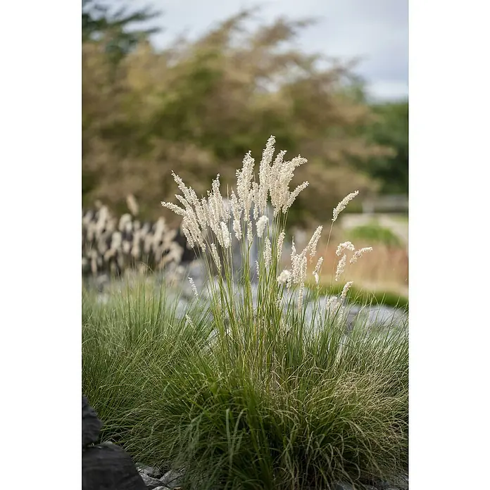 Piardino Ziergräser - Stipa/Festuca - Nahaufnahme eines Büschels Ziergras mit weißen Blütenständen in einem Garten. Das Gras ist umgeben von Steinen und anderen Pflanzen.