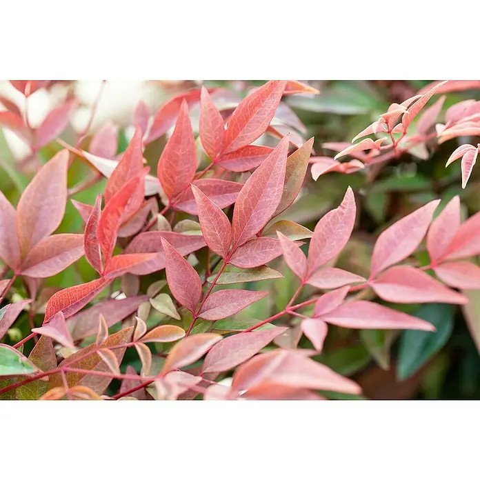 Piardino Himmelsbambus - Nandina domestica in Sorten, Topfgröße: 19 cm - Nahaufnahme der roten Blätter einer Nandina Pflanze, die Eleganz und Farbe in jeden Garten bringt. Die zarten Blattdetails sind einfach bezaubernd.