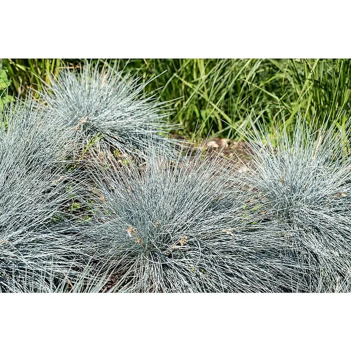 Piardino Ziergräser - Stipa/Festuca - Nahaufnahme von mehreren Büscheln Blauschwingelgras, die eine interessante Textur und Farbe im Garten zeigen.