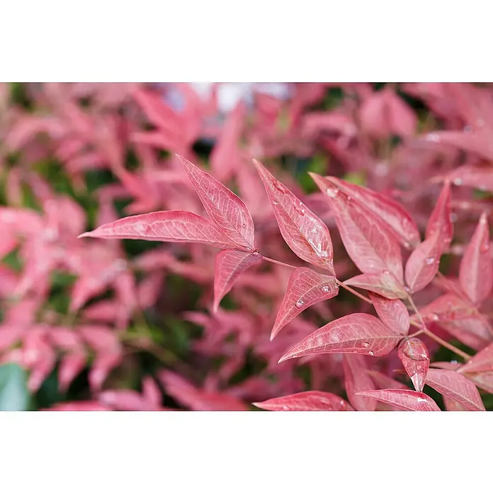 Piardino Himmelsbambus - Nandina domestica in Sorten, Topfgröße: 19 cm - Zarte, rosafarbene Blätter mit filigranen Adern und glitzernden Wassertropfen, die die Schönheit der Natur hervorheben.
