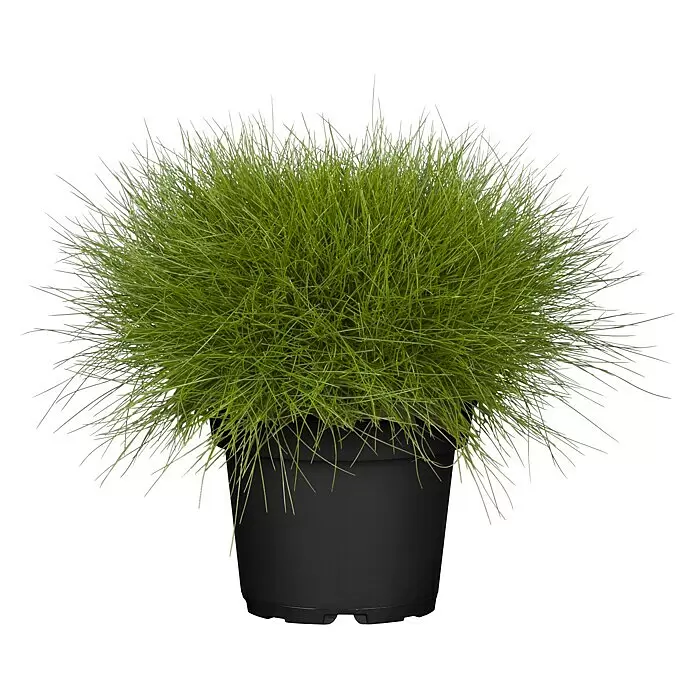 Piardino Ziergräser - Stipa/Festuca - Vibrierendes grünes Ziergras in einem einfachen schwarzen Plastiktopf.