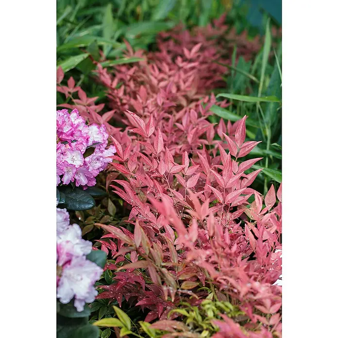 Piardino Himmelsbambus - Nandina domestica in Sorten, Topfgröße: 19 cm - Das Foto zeigt eine Nahaufnahme von rosafarbenen Ziersträuchern und lila Blüten, die friedliche Farben für den Garten bieten.