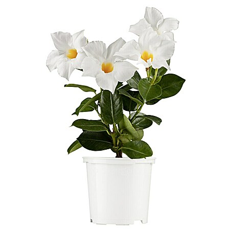 Piardino Dipladenia Summer Star (Dipladenia sanderi, Topfgröße: 11 cm, Weiß)