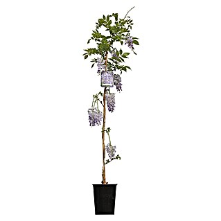 Pflanzen-Mix Kletterpflanzen (Wisteria sinensis, Actinidia deliciosa, Topfgröße: 3 l)
